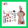 45cm,Unisex Torso model parts,Human Body Model